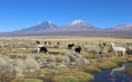 Sajama Tour from La Paz