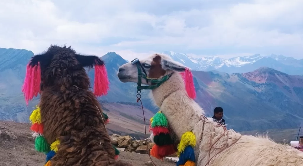 Two Llamas on the summit of Vinicunca Mountain in Cusco