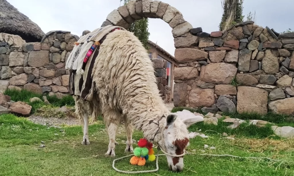 A colorful Alpacana grazing at Sillustani farmhouse