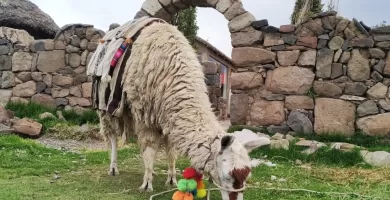 A colorful Alpacana grazing at Sillustani farmhouse