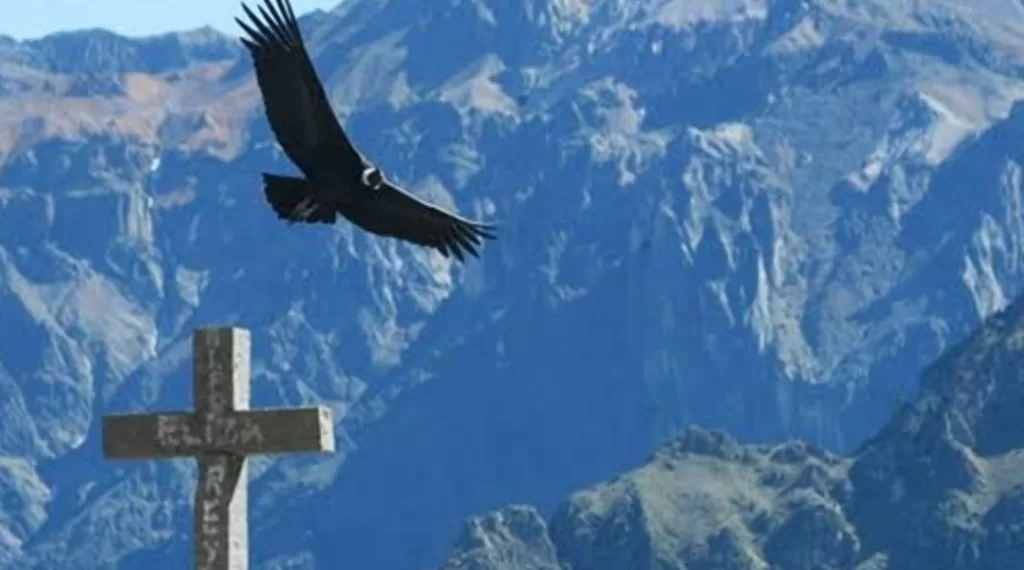 Condor flying by soaring on air current over the Colca Canyon