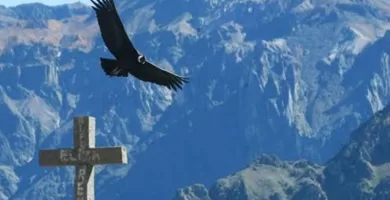 Condor flying by soaring on air current over the Colca Canyon