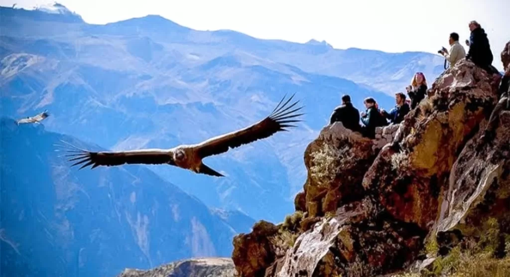 The majestic fliying of the Colca Condor