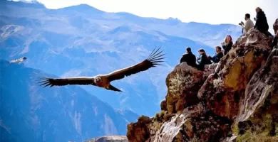 The majestic fliying of the Colca Condor