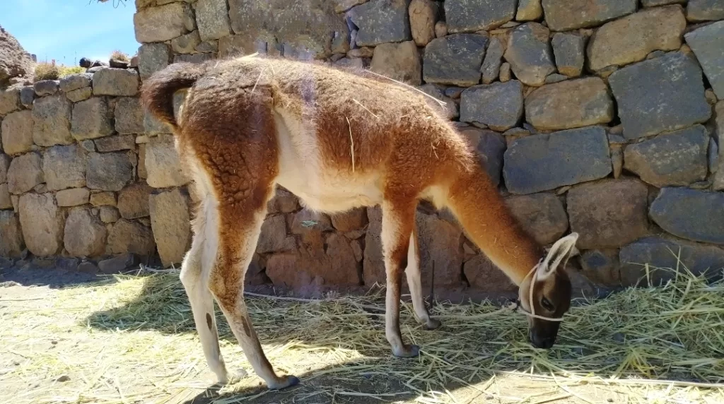 Llama eating grass