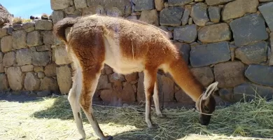 Llama eating grass