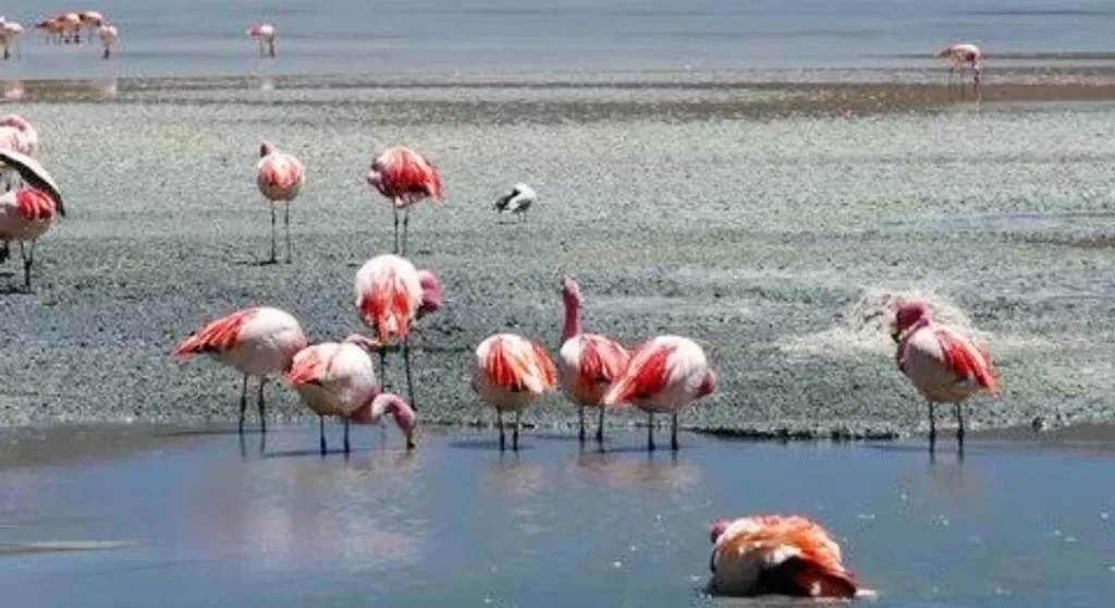 Flamingos eating on Lake Titicaca shoreline