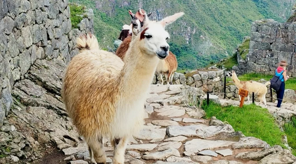 Llamas walking at Machu Picchu site