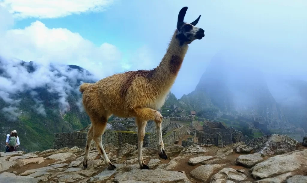 A Llama walking through the stone trails in Machu Picchu