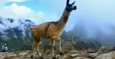 A Llama walking through the stone trails in Machu Picchu