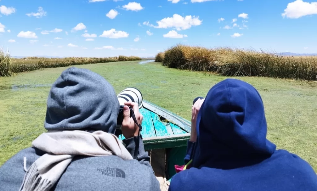 Navigating across the algae