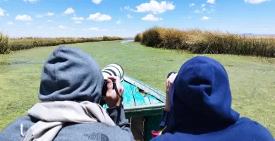 Navigating across the algae