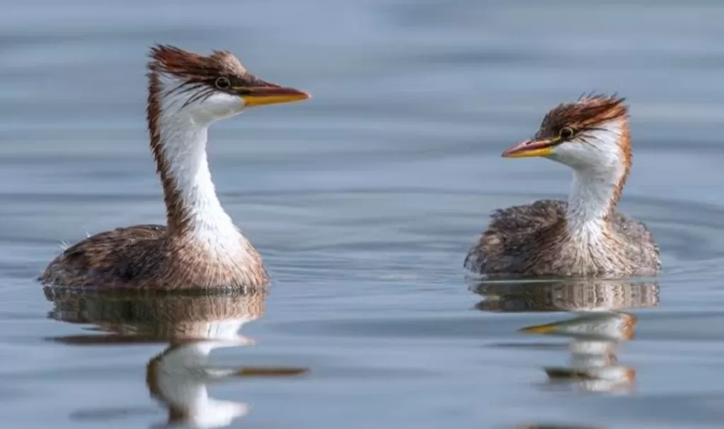 Titicaca grebe