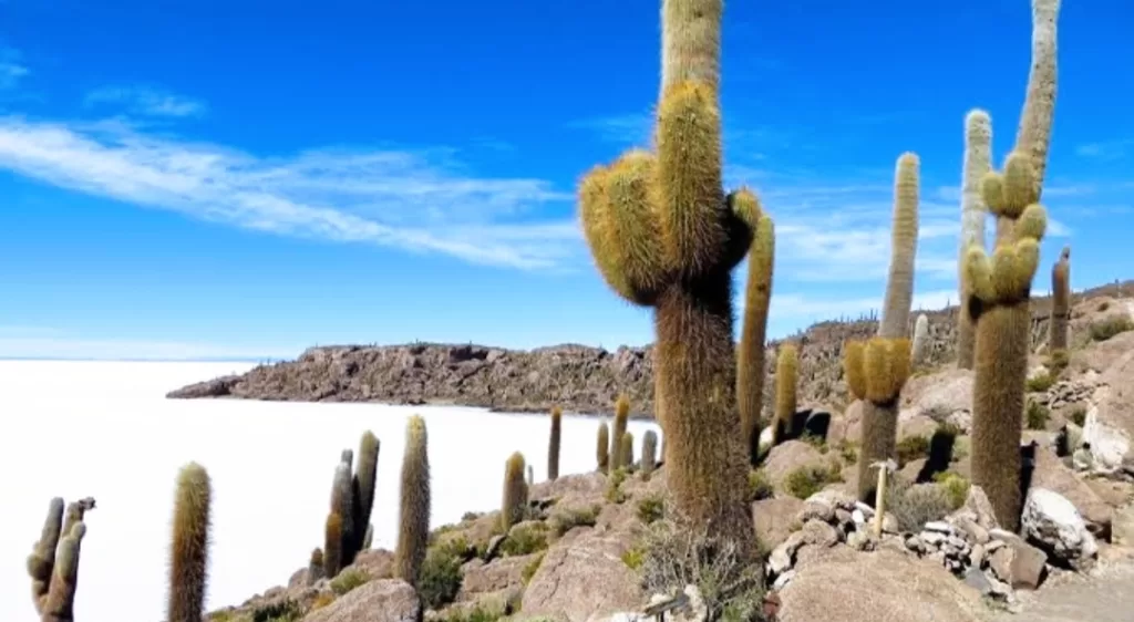 TheIncahuasi or Cactus Island in the middle of the Salar