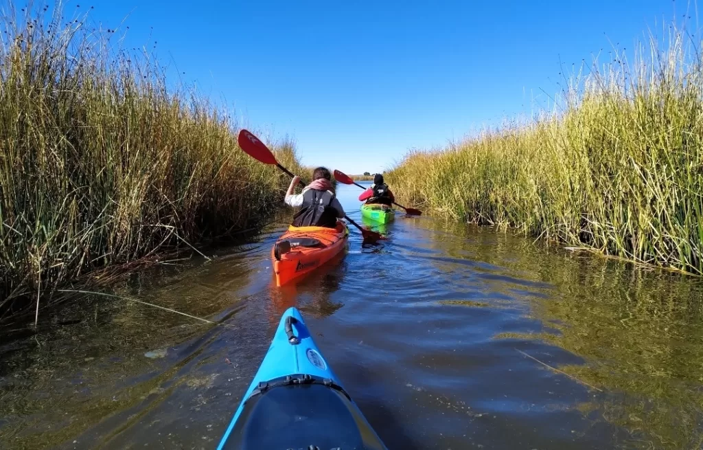 Navigating through the reeds