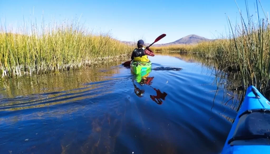 Paddling through thte reeds