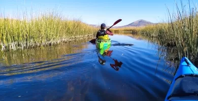 Paddling through thte reeds