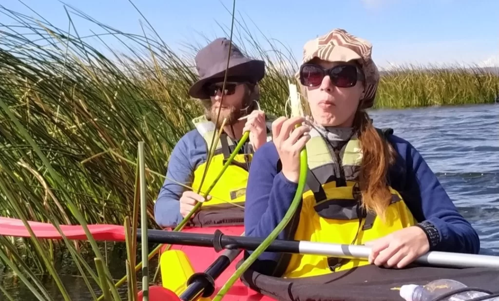 Tasting the white reeds